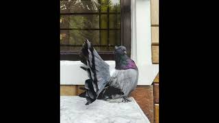 Indian Fantail pigeons beautiful Breed [upl. by Donni]