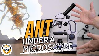 How to see ANYTHING With a Microscope [upl. by Lyram]