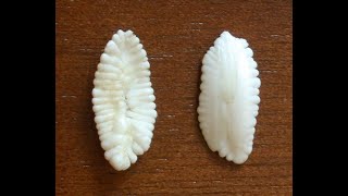 Determining fish age using Otoliths [upl. by Darrel]