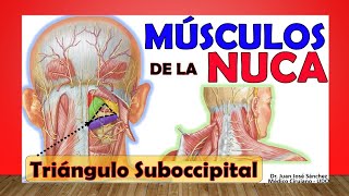 🥇 MÚSCULOS DE LA NUCA TRIÁNGULO SUBOCCIPITAL ¡Fácil Explicación [upl. by Sosna]