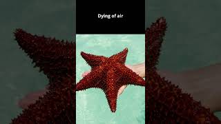 Why cant you pull a starfish out of the water documentary animals interestingfacts ocean [upl. by Atiken]