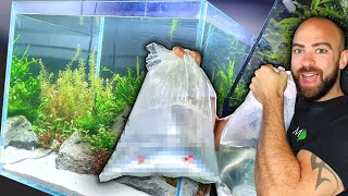 ADDING FISH TO NEW FRESHWATER REEF AQUARIUM MD FISH TANKS [upl. by Leak517]