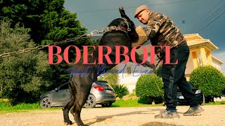 Best Of The Boerboel Dog Breed  Protection Work [upl. by Nyletac]