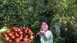 Picking aratiles fruit near in my yard [upl. by Glennie915]