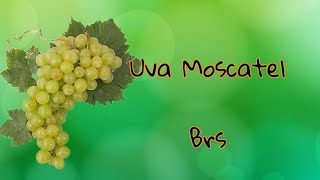 Uva Moscatel BRS [upl. by Riada]