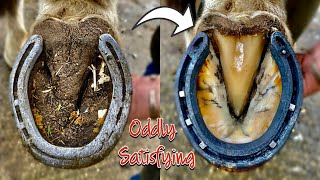 FARRIER  HOOF RESTORATION SATISFYING [upl. by Suciram]