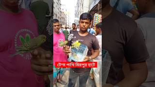 টেম বাজরিগর পাখি মিরপুর হাটে  Baazigar Pakhi  বাজরিগার পাখি  Pakhi  পাখি  Tiya Pakhi shorts [upl. by Hewitt]