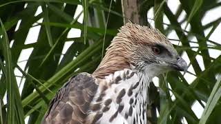 Changeable Hawk Eagle stalking breakfast  pale morph [upl. by Fillander]