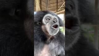 Why do gibbon monkeys howl youtube4animal cutest2animal animals monkey monkeys [upl. by Zaneta]