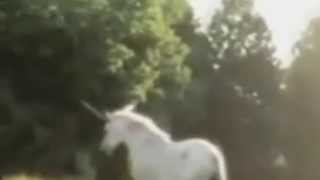 Real Unicorn Caught on Tape [upl. by Moshe665]