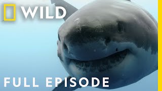 Shocking Shark Attacks The Dark Side of Paradise Full Episode  When Sharks Attack [upl. by Aromas]