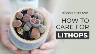 BEST TIPS HOW TO CARE FOR LITHOPS  LIVING STONES [upl. by Eiloj]