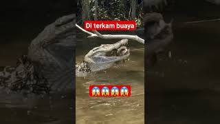 buaya terkam ikan pemancingan [upl. by Pinter]