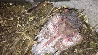 Avoiding Splay Leg in pigeons [upl. by Keen]