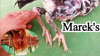 Mareks Disease in Poultry  Dr ARSHAD [upl. by Enibas]