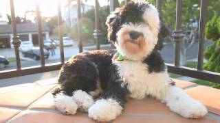 Mini Sheepadoodle  Kean [upl. by Gunter536]