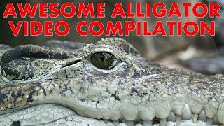 Awesome Alligator Video Compilation [upl. by Strickman]