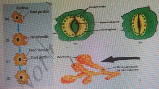 Autotrophic and heterotrophic nutritionLife process part1 [upl. by Deutsch]