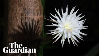 Timelapse of rare Amazonian Moonflower blooming for one night only [upl. by Dahcir]