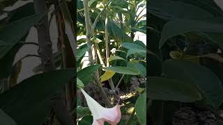 🌴Brugmansia Blooms🌴Joses Tropical Garden central NJ 🌴 [upl. by Elenaj482]