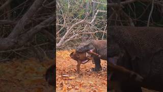 Wow a Komodo dragon swallowed a goat in just 1 minute😱🤤animals swallow hunting komodo [upl. by Gnirol]