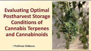 Evaluating Optimal Postharvest Storage Conditions of Cannabis Terpenes and Cannabinoids [upl. by Emerej981]