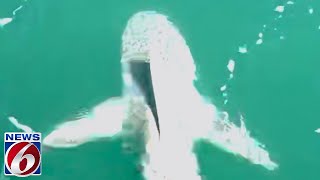 Video shows sharks circling boat off Cocoa Beach [upl. by Eda135]