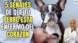 🚨5 SINTOMAS DE INSUFICIENCIA CARDIACA EN PERROS 🚨 [upl. by Eseret]