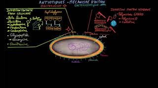 Antibiotiques  Ep 2  mécanisme daction  Docteur Synapse [upl. by Assital]