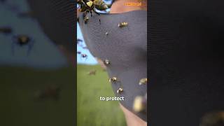 DescriptionHow To Survive A Swarm Of Bees😱 shorts [upl. by Fortunna536]