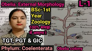 ObeliaSeafur External Morphology L1Zoology BSc1st Year TGTPGTGICSTD [upl. by Ahsemal]