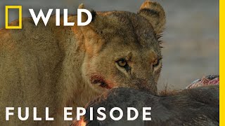 Savage Kingdom A New Dynasty Full Episode  National Geographic [upl. by Ydnys651]