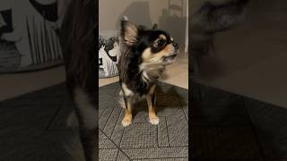 a howling chihuahua [upl. by Nerwal446]