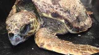 Sea turtles released back to the ocean [upl. by Gaillard]