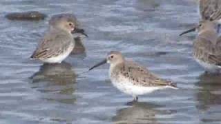 Dunlin amp Semipalmated Sandpipers [upl. by Nuahsel971]