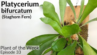 How To Care For Staghorn Ferns Platycerium bifrucatum  Plant Of The Week Ep 33 [upl. by Marlie]