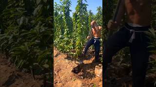 Digging Cherry Seedlings satisfying farming tree [upl. by Kcoj881]