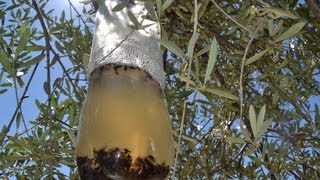 Homemade olive fly trap very effectively and economically Bactrocera oleae olive pests [upl. by Alraep853]