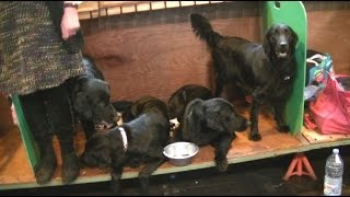 Flat coated Retriever in Crufts 2017 b [upl. by Anewor]