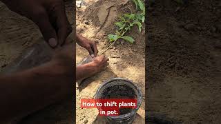 How to shift plants from pbag garden gardenplants gardenplants gardening houseplants fruit [upl. by Adimra265]