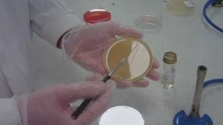 How to streak plating for microbiology take 5 [upl. by Giles]