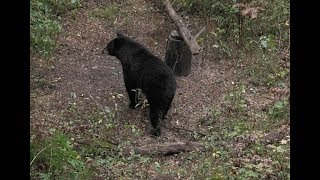 Bear Hunting Wisconsin Do It Yourself [upl. by Anitsirk]