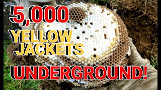 5000 Yellow Jackets UNDERGROUND Wasp Nest Removals [upl. by Moffit]