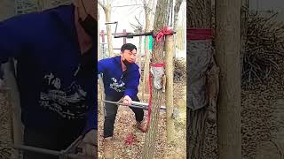 Straightening process of eucalyptus tree trunks [upl. by Eetnahc]