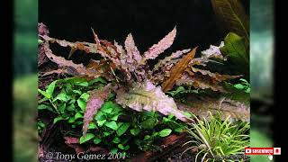 Cryptocoryne wendtii [upl. by Einatsed]