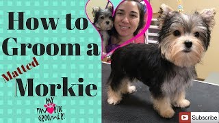 How to groom a Morkie Puppy [upl. by Perkins]