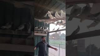 Paro Ko Khol Zamana Uraan Dekhta Hai birds viralvideo animals birdslover [upl. by Anirazc]