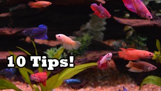 10 Secret Tips For Female Betta Sorority Tank Success [upl. by Nehemiah]