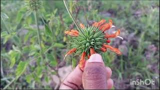 Leonotis nepetifolia diagramsnotesverticillaster [upl. by Rogerio352]