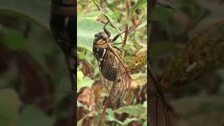 Bush Cicada Megatibicen dorsatus Call [upl. by Awhsoj186]